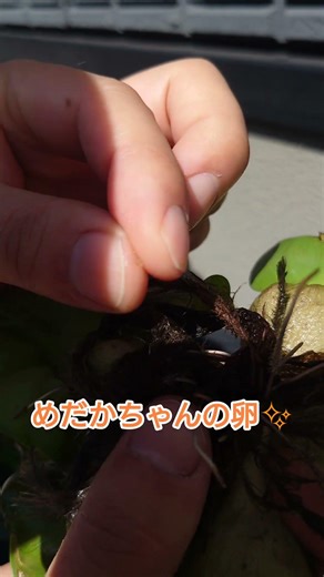 めだかちゃんの卵✨ #めだか #メダカ #ビオトープ #癒し #アクアリウム #めだか産卵