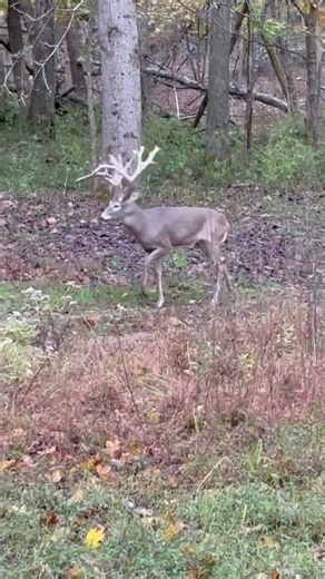 Now that’s a mule kick !! #deer #wildlife #hunting #nature
