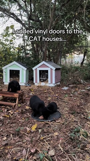 Prepared the cat houses for winter… the raccoons approved 😂 #raccoontom #feralcatlife #animalchoas #catcottage #wholesome