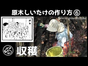 原木しいたけの作り方⑥～How to grow Shiitake～『収穫』