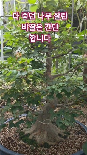 다 죽어가던 나무 살리는 비결#죽어가던 당단풍 분재 살리기#분재 명품 만드는 과정#마곡초록마을아재#