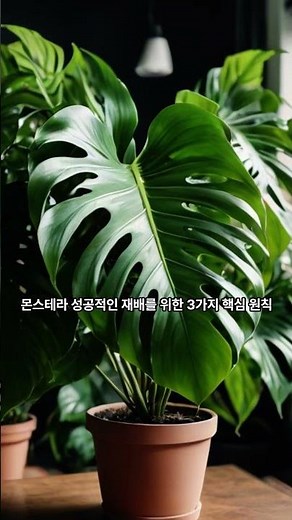 Just remember these three words to properly grow your Monstera. The key secret to perfectly growi...