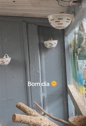 Canários 🥰 Adoro este hobby 😍#breeders #birds #breeding #breedingseason #canarios #bremerhaven #cute #fypreels | Birds Breeding & Nature