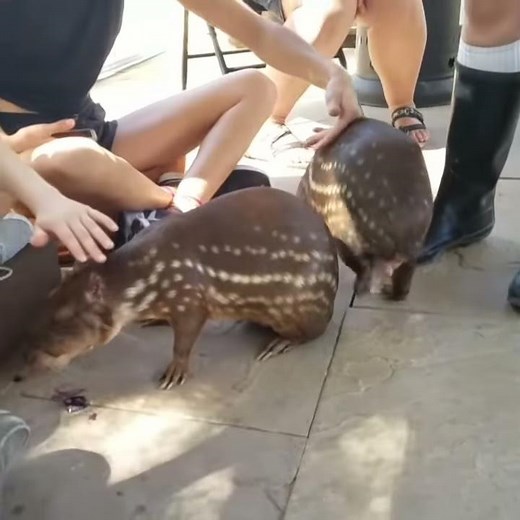 My Encounter with Spotted Paca at Nurtured by Nature