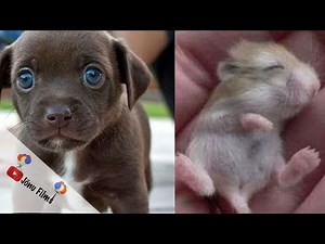 2019 | 20 CUTEST ANIMAL VIDEOS that went viral in the past year