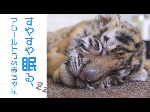 すやすや眠る、アムールトラの赤ちゃん