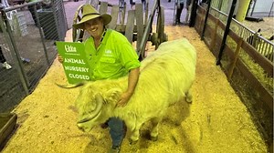 Ekka’s animal nursery bedtime routine