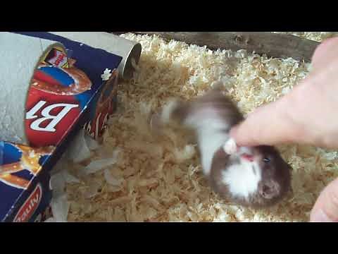 Ozzy the Weasel as a baby, a tsunami of cuteness.
