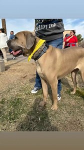 2K views · 33 reactions | Blitz This sweet young male corso needs a new home. Great with female dogs Kids older then 6 yrs Unknown on cats House trained Walls well on a leash Surrendered due to having a second male dogs and the two males do best with female dogs. Www.azmastiffrescue.com | AZ Mastiff Rescue | Facebook