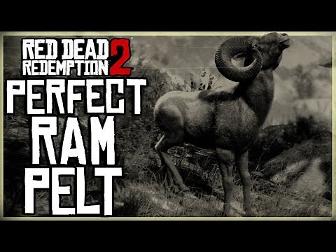 HOW TO GET A PERFECT RAM PELT - RED DEAD REDEMPTION 2 PRISTINE RAM HUNT