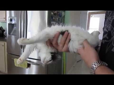 Why They're Called Ragdolls