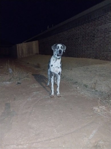 Lubbock, TX – Lost Dogs, Cats & Pets – PawBoost Community | Hi if anyone is missing a enormous male not neutered Great Dane doesn't trust people at least strangers LOL in the 8600 block of 10th Street he's tryi... | Facebook