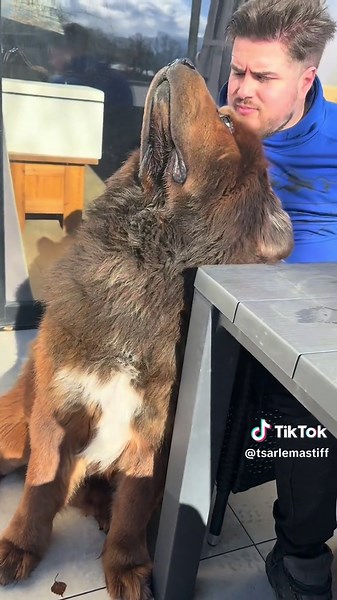 Le mastiff du Tibet : un gentil géant câlin