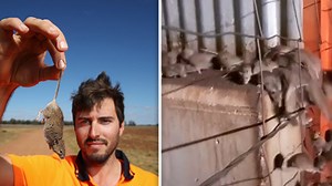 ‘Billion little bastards’: NSW mouse-plague hell
