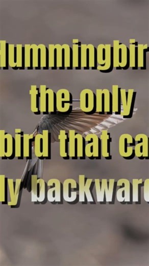 TOP 3 AMAZING FACT #amazingfacts #facts #shortvideo #viral