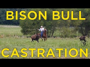 Bison Bull Castration // Bringin' in A Real Cowboy