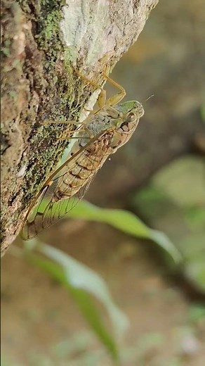 Cicada Sounds - Purana tigrina Calling #Shorts