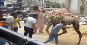 Video | Instant Karma For Man Messing With A Camel