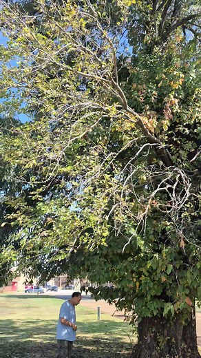Picking pecans i love the fall season.I have no rights to this music. | Tonya Williams | Facebook