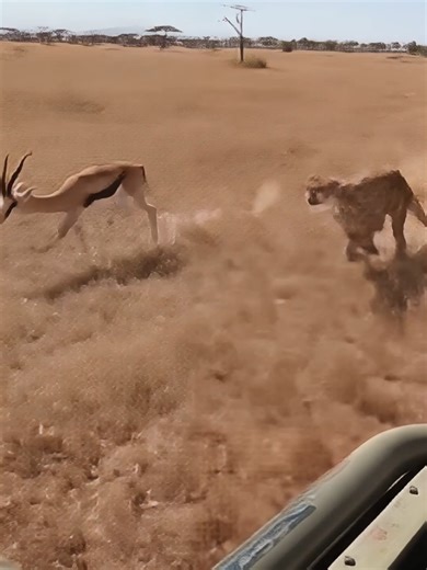 They thought it was the end, but he just wanted to play Our goal is to create videos that bring joy and happiness to all our viewers! Don't forget to hit the 'Like' button to see more exciting content even sooner! #comedy #funny #humor Related Links: - Unless otherwise stated, all content is original or filmed based on our own unique scripts. For sources of uncertain origin, we categorize them as 'Altered Content' for full disclosure, and all materials are re-edited to provide fresh, high-qualit