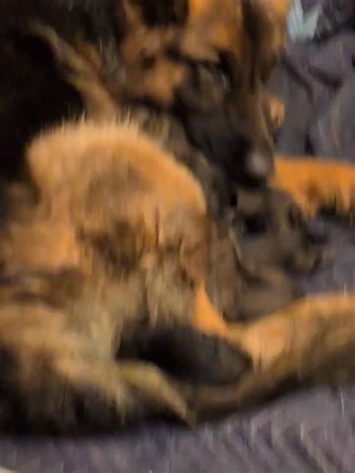 Ok momma number 2 from the confiscation case just delivered her 10 th puppy she's been in labor now 24 hours and she was the one who we were most concerned about because she was the most malnourished and so young . She is being a good momma and doing the best she can hopefully we are all done . | Anna Orsi