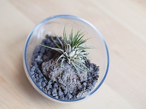 37 Terrarium Plants Perfect for Your Home -realestate.com.au