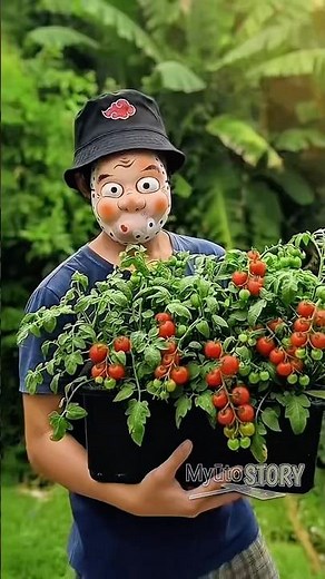 TOMATO GARDENING 🍅THE ULTIMATE BEGINNER POT GUIDE!