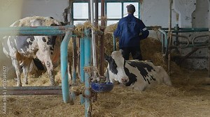 Farmer using a wooden pitchfork to throw hay grass into a stack. Farmer with a pitchfork tool creating hay bales at the barn. Farmer worker tossing hay strands into a pile with a pitchfork. Stock Video