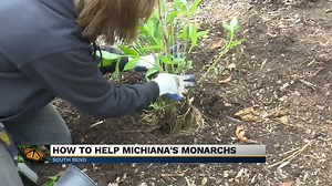 Building a butterfly habitat: How to plant milkweed