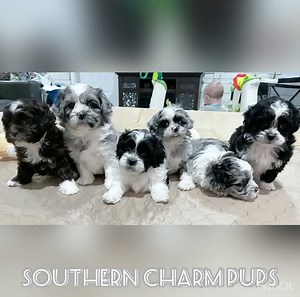 3.5K views · 55 reactions | ALL Puppies have been adopted  Six playful pups, all from Harlo’s litter. | Southern Charm Pups / Shih Tzu , Shih Poo’s & Micro/Mini Bernedoodle’s | Facebook