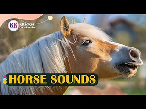 Horse Sound, horse sounds, Hear different horse sounds, Horse Sound effect