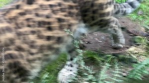 Beautiful leopard. The world of animals. Stock video footage. 4K.