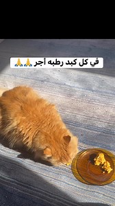 .- عن أبي هريرة –رضي الله عنه- عن رسول الله –صلى الله عليه وسلم- قال:"بينما رجل يمشى فاشتد عليه العطش فنزل بئراً فشرب منها، ثم خرج فإذا هو بكلب يلهث، يأكل الثرى من شدة العطش قال: لقد بلغ هذا الكلب مثل الذي بلغ بي، فملأ خفه، ثم أمسكه بفيه، ثم رقي، فسقى الكلب فشكر الله له، فغفر له" قالوا يا رسول الله! وإن لنا في البهائم أجرا؟ قال: "في كل كبد رطبة أجر" - رواه البخاري ومسلم #قطط #نفسي #flypシ #fpy | Blooms