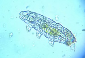 Dead Tardigrade Found Buried 3,200 feet-Deep in Antarctica Lake