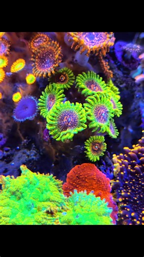 Achieving a Balanced Water Flow in Reef Aquariums