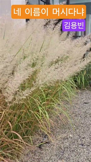 하늘하늘가을을알려준다 #너도흰머리나도흰머리 #김용빈 #정자tv