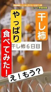 干し柿の変化6日目(干し始め:10月末.渋柿:6cm.)★揉んだ柿食べてみようかな…《しーの家庭菜園＊軒下がなくてもできる干し柿作り2025》