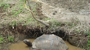 Tracking and combatting our current mass extinction