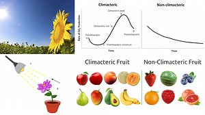 In this video I discuss how plants respond to various stimuli such as water loss, air chemistry, herbivores, and the position of the Sun. https://youtu.be/Fx2Ui3CuZ6c #science #biology #nature #education #plants | Math Easy Solutions | Facebook