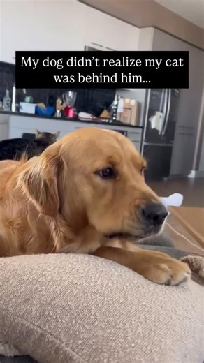 Viralontheinternet | Why are dogs so scared of cats | Instagram