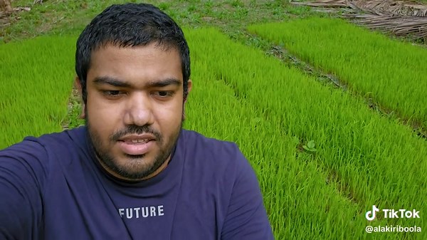 Paddy Field Exploration: A Visual Journey