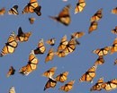 The Fascinating Migration Trek Of Monarch Butterflies