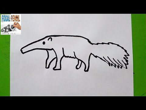 Learn how to draw Anteater - Easy Drawing step by step