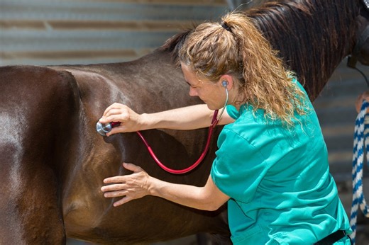 Deadly EIA outbreak claims over 20 horses in the Southwest | AGDAILY