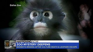 22K views · 336 reactions | ZOO MYSTERY DEEPENS: Police and zoo officials in Dallas are investigating a mysterious string of recent break-ins and animal escapes – the latest: 2 missing monkeys. ABC’s Lionel Moise explains how the zoo is stepping up security. | World News Now | Facebook