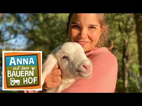 Die Schafe im Zwergenwald | Anna auf dem Bauernhof | #4