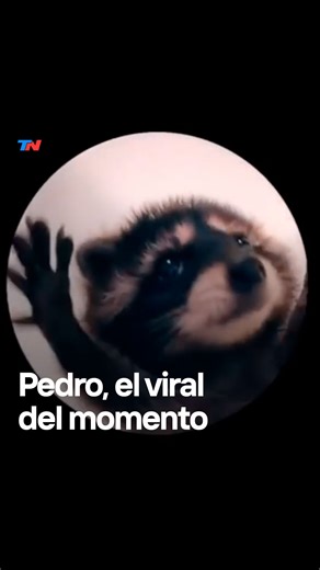 “Pedro, Pedro, Pedro”: cuál es el origen de la canción viral del momento Su pegadiza letra se viralizó en TikTok, gracias a un video de un pequeño mapache bailando al ritmo del tema de Raffaella Carrá. | TN Todo Noticias