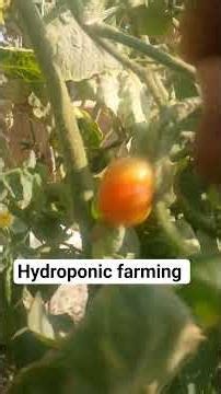 hydroponic tomato 🍅 harvesting