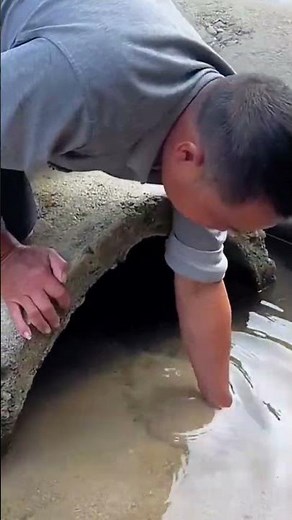 The process of catching soft shelled turtles in the sand of streams