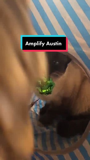 Austin Siamese Rescue on TikTok
